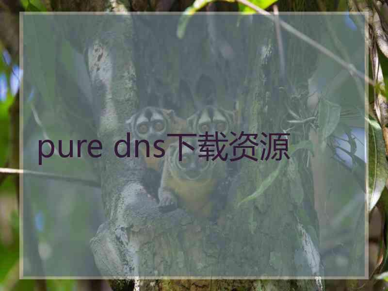 pure dns下载资源